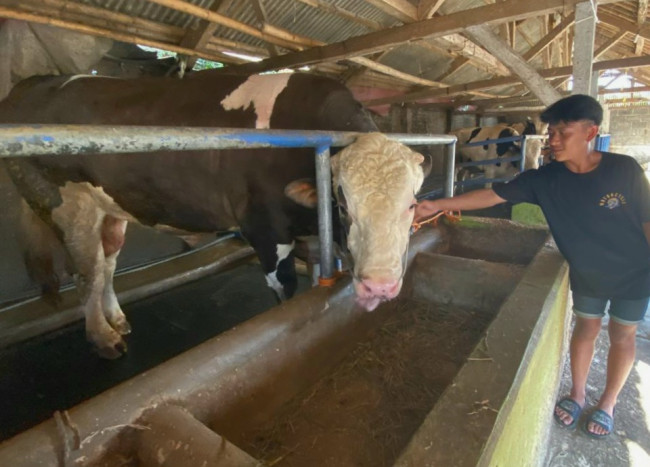 Sapi Pancasona Berbobot 1,28 ton: Salah Satu Hewan Kurban Pilihan Presiden Jokowi