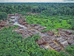 Presiden Prabowo Bentuk Satgas Penertiban Kawasan Hutan, Dipimpin Menhan Sjafrie Sjamsoeddin