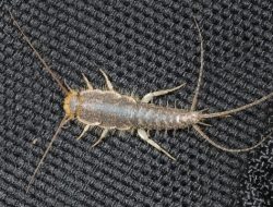 5 Fakta Menarik tentang Silverfish Berbadan Panjang: Si Penggerogoti Kertas yang Tak Terduga
