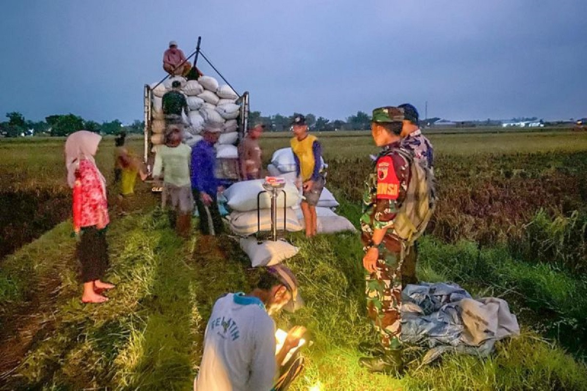 Liburan Lebaran, Bulog Pati Terus Menyerap Gabah Petani, Berapa Jumlahnya!