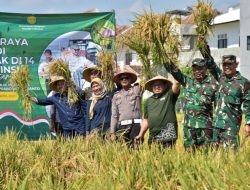 Lahan Sempit Tak Jadi Penghalang: Panen Besar Padi di Surabaya Raih 8,8 Ton per Hektare Lahan Sempit Tak Jadi Penghalang: Panen Besar Padi di Surabaya Raih 8,8 Ton per Hektare