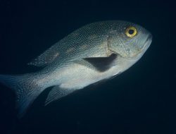 5 Keunikan Midnight Snapper: Si Predator Berjaya dengan Rahasianya! 5 Keunikan Midnight Snapper: Si Predator Berjaya dengan Rahasianya!