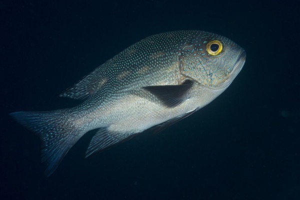 5 Keunikan Midnight Snapper: Si Predator Berjaya dengan Rahasianya!