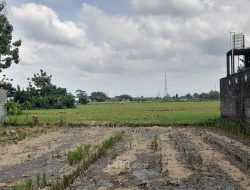 Alih Fungsi Lahan Sawah Meningkat di Bantul, Bupati Dorong Kenaikan Produktivitas Alih Fungsi Lahan Sawah Meningkat di Bantul, Bupati Dorong Kenaikan Produktivitas