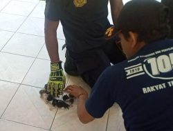 Kucing Lahirkan 4 Bayi di Mesin Mobil Saat Pemilik Mudik Lebaran