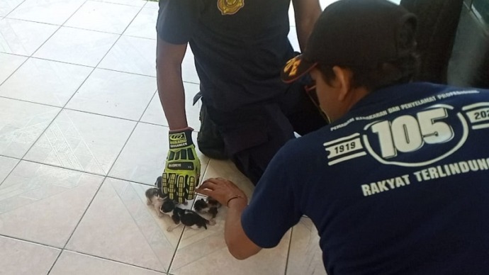 Kucing Lahirkan 4 Bayi di Mesin Mobil Saat Pemilik Mudik Lebaran