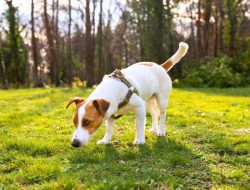 7 Rahasia Pandangan Dunia Anjing Lewat Hidung: Indra Penciuman Mengungkap Segalanya