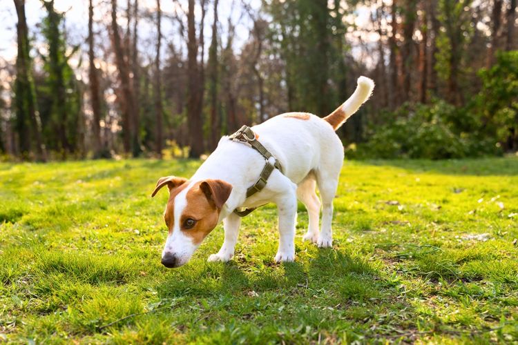 7 Rahasia Pandangan Dunia Anjing Lewat Hidung: Indra Penciuman Mengungkap Segalanya