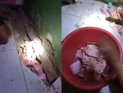 Video Viral: Tikus Unik yang Hobi Mengumpulkan Uang di Bawah Tanah Video Viral: Tikus Unik yang Hobi Mengumpulkan Uang di Bawah Tanah