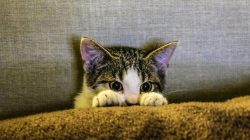 Perhatikan! 7 Makanan dan Minuman Berbahaya yang Harus Dijauhkan dari Anak Kucing Anda