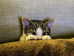 Perhatikan! 7 Makanan dan Minuman Berbahaya yang Harus Dijauhkan dari Anak Kucing Anda Perhatikan! 7 Makanan dan Minuman Berbahaya yang Harus Dijauhkan dari Anak Kucing Anda