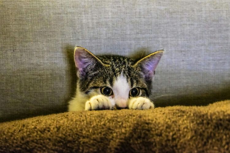 Perhatikan! 7 Makanan dan Minuman Berbahaya yang Harus Dijauhkan dari Anak Kucing Anda