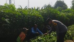 Aiptu Sulaiman Turun Langsung Dukung Ketahanan Pangan di Sedati
