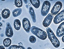 5 Makanan yang Bisa Mengancam Kesehatan Anak dengan Bakteri Salmonella 5 Makanan yang Bisa Mengancam Kesehatan Anak dengan Bakteri Salmonella