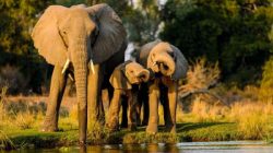Mengungkap Rahasia: Mengapa Gajah Memilih Berjalan di Jalur yang Sama?