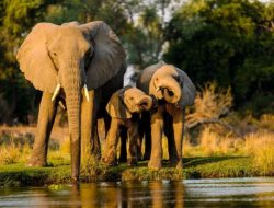 Mengungkap Rahasia: Mengapa Gajah Memilih Berjalan di Jalur yang Sama? Mengungkap Rahasia: Mengapa Gajah Memilih Berjalan di Jalur yang Sama?