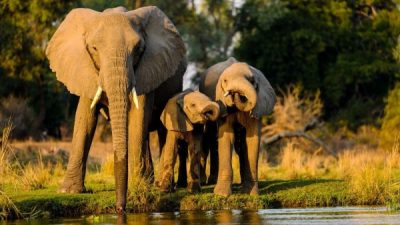 Mengungkap Rahasia: Mengapa Gajah Memilih Berjalan di Jalur yang Sama?