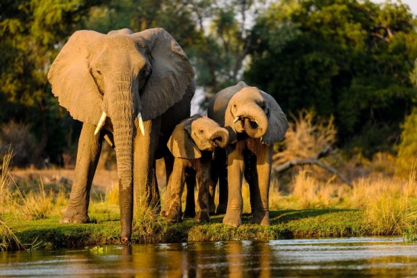 Mengungkap Rahasia: Mengapa Gajah Memilih Berjalan di Jalur yang Sama?