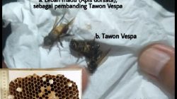 Resiko Mematikan dari Serangan Lebah Vespa: Dari Gagal Ginjal Hingga Kematian
