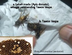 Resiko Mematikan dari Serangan Lebah Vespa: Dari Gagal Ginjal Hingga Kematian Resiko Mematikan dari Serangan Lebah Vespa: Dari Gagal Ginjal Hingga Kematian