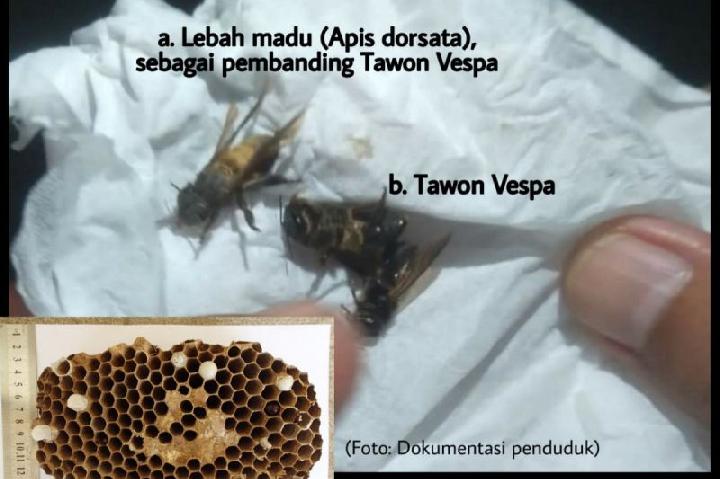 Resiko Mematikan dari Serangan Lebah Vespa: Dari Gagal Ginjal Hingga Kematian