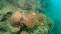 Keindahan Bawah Laut Pulau Poto Terancam oleh PSN