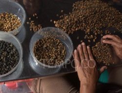 Inovator Ini Manfaatkan Panas Bumi untuk Mengeringkan Biji Kopi, Cara Kerjanya Luar Biasa!