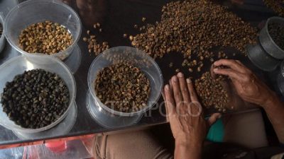Inovator Ini Manfaatkan Panas Bumi untuk Mengeringkan Biji Kopi, Cara Kerjanya Luar Biasa!