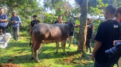 Menjelajahi Tradisi Unik Potong Kebo Andil di Lebaran Depok