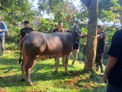 Menjelajahi Tradisi Unik Potong Kebo Andil di Lebaran Depok Menjelajahi Tradisi Unik Potong Kebo Andil di Lebaran Depok
