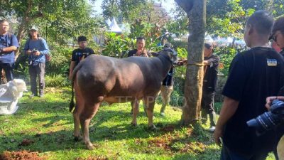 Menjelajahi Tradisi Unik Potong Kebo Andil di Lebaran Depok