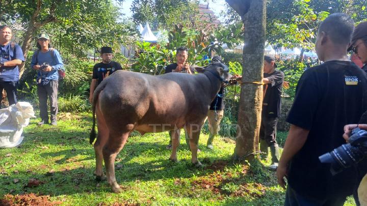 Menjelajahi Tradisi Unik Potong Kebo Andil di Lebaran Depok