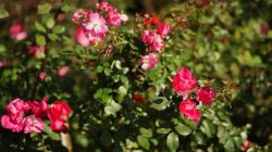 Ingin Sukses Berkebun? Hindari 5 Tanaman Ini yang Bisa Buat Stress!