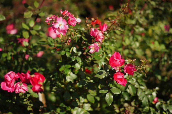 Ingin Sukses Berkebun? Hindari 5 Tanaman Ini yang Bisa Buat Stress!