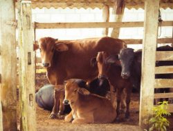 Harga Sapi Kurban Idul Adha 2025, Dimulai dari Rp2 Jutaan Harga Sapi Kurban Idul Adha 2025, Dimulai dari Rp2 Jutaan