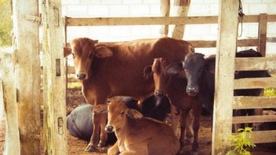 Harga Sapi Kurban Idul Adha 2025, Dimulai dari Rp2 Jutaan