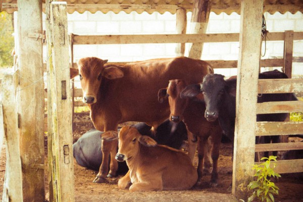 Harga Sapi Kurban Idul Adha 2025, Dimulai dari Rp2 Jutaan