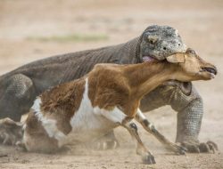 7 Hewan Hebat: Rahasia Mengalahkan Komodo, Apa Saja Itunya?
