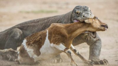 7 Hewan Hebat: Rahasia Mengalahkan Komodo, Apa Saja Itunya?