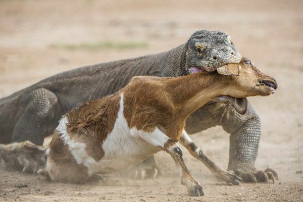 7 Hewan Hebat: Rahasia Mengalahkan Komodo, Apa Saja Itunya?