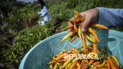 Sebelum Idul Adha, Bapanas Siapkan Langkahantisipasi Kenaikan Harga Cabai dan Bawang Merah