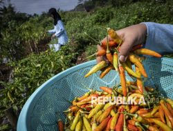 Sebelum Idul Adha, Bapanas Siapkan Langkahantisipasi Kenaikan Harga Cabai dan Bawang Merah