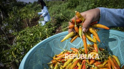 Sebelum Idul Adha, Bapanas Siapkan Langkahantisipasi Kenaikan Harga Cabai dan Bawang Merah