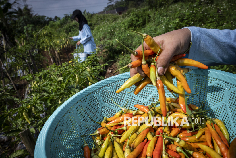 Sebelum Idul Adha, Bapanas Siapkan Langkahantisipasi Kenaikan Harga Cabai dan Bawang Merah