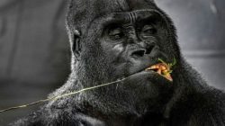 5 Keajaiban Kekuatan Gorila: Bisakah Manusia Bertarung?
