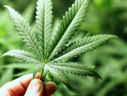 Edarkan Ganja dengan Sistem Tempelan, Dua Terduga Pelaku Ditangkap di Tangerang dengan Barang Bukti Hingga 5 Kg Edarkan Ganja dengan Sistem Tempelan, Dua Terduga Pelaku Ditangkap di Tangerang dengan Barang Bukti Hingga 5 Kg