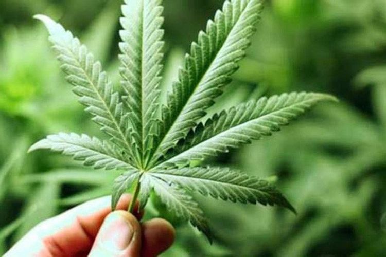 Edarkan Ganja dengan Sistem Tempelan, Dua Terduga Pelaku Ditangkap di Tangerang dengan Barang Bukti Hingga 5 Kg
