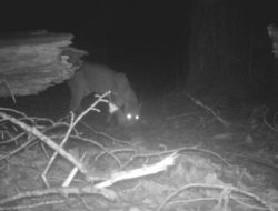 Trail Camera Snaps Rare Glimpse of Elusive Big Cat in Remote Park: ‘Joy Exploded’