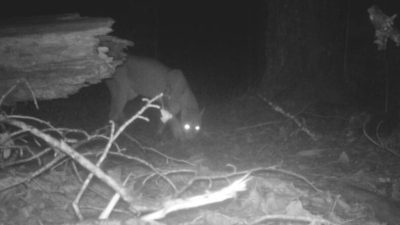 Trail Camera Snaps Rare Glimpse of Elusive Big Cat in Remote Park: ‘Joy Exploded’