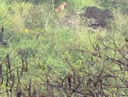 Search for Elusive Big Cat in Mānoa Called Off Search for Elusive Big Cat in Mānoa Called Off